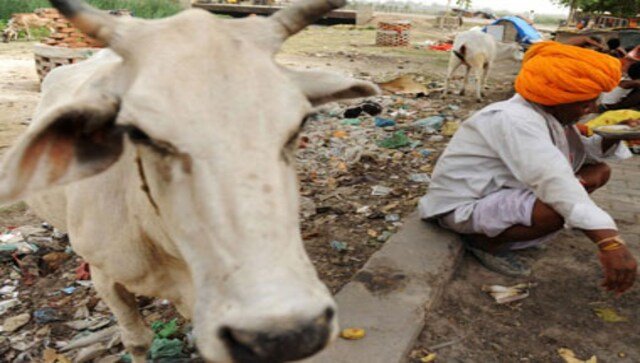 Muslim youth rescues cow from 60-ft-deep well, bureaucrat lauds gesture